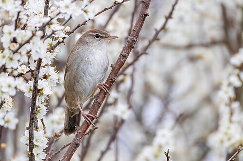 Seidensänger (Cettia cetti)