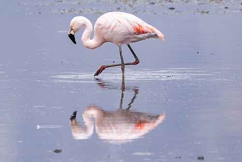 Chileflamingo (Phoenicopterus chilensis)