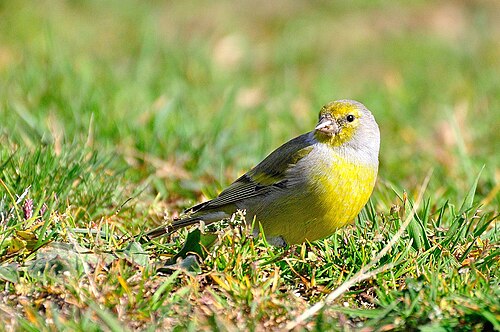 Zitronengirlitz (Carduelis citrinella)