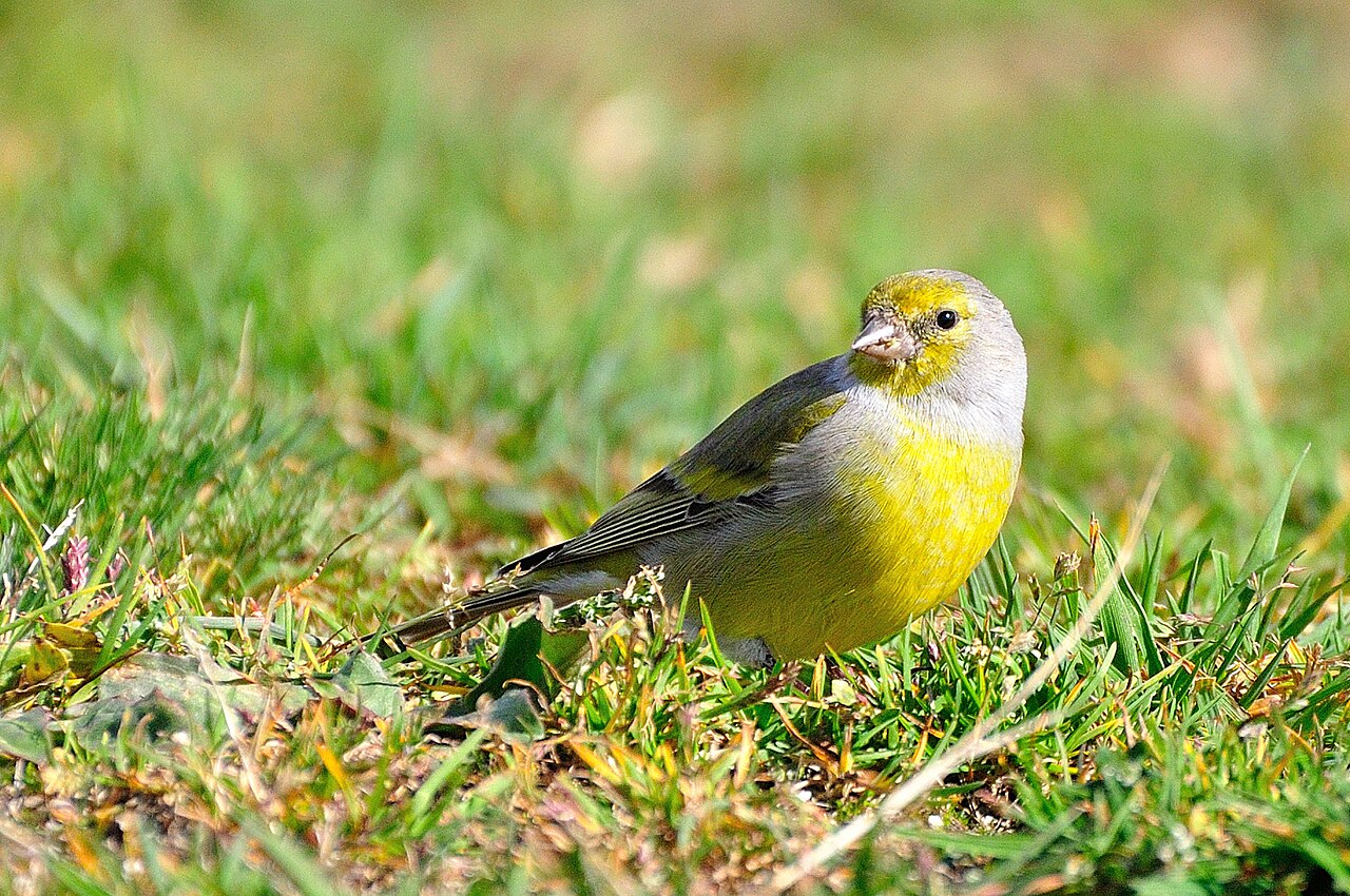 Citroensijs (Carduelis citrinella)