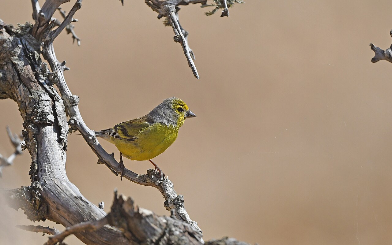 Corsicaanse citroensijs (Carduelis corsicana)