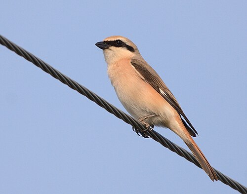 Isabellwürger (Lanius isabellinus)