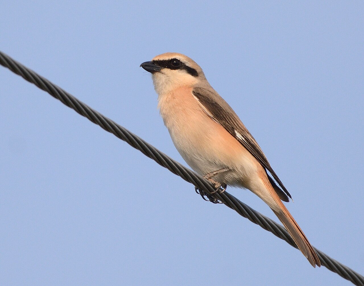 Daurische klauwier (Lanius isabellinus)