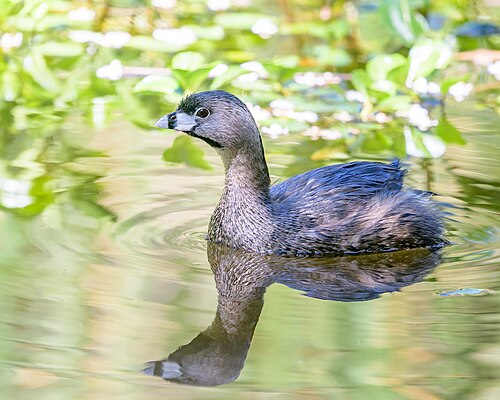 Bindentaucher (Podilymbus podiceps)