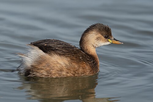 Zwergtaucher (Tachybaptus ruficollis)