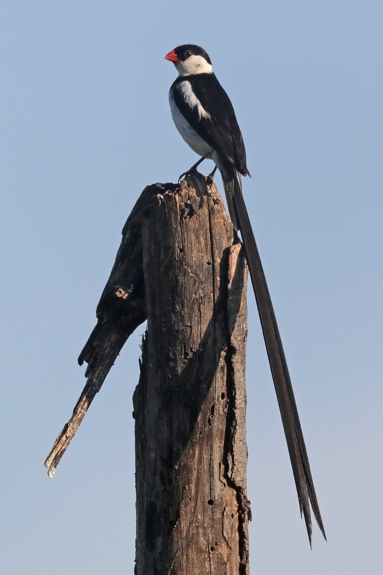 Dominicanerwida (Vidua macroura)