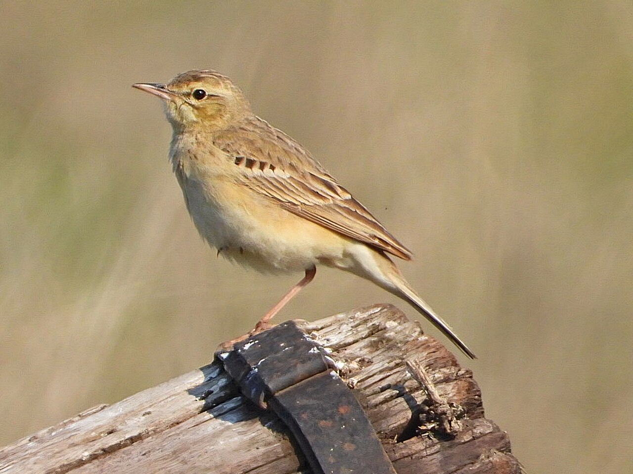Duinpieper (Anthus campestris)
