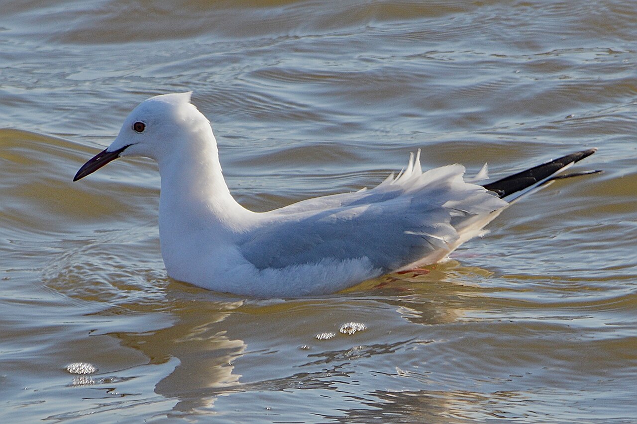 Dunbekmeeuw (Chroicocephalus genei)