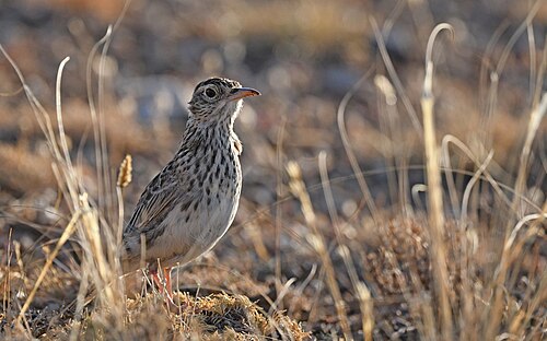 Dupontlerche (Chersophilus duponti)