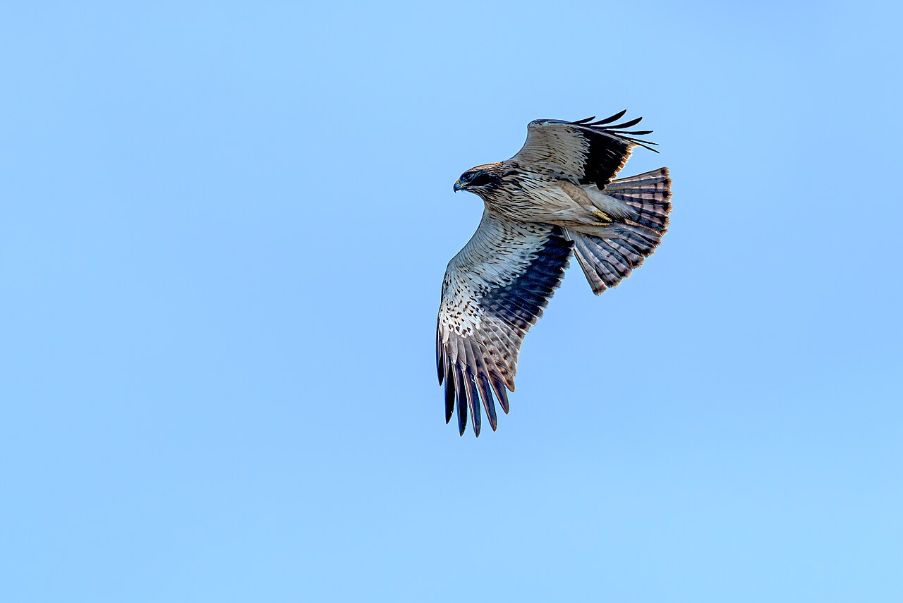 Dwergarend (Hieraaetus pennatus)