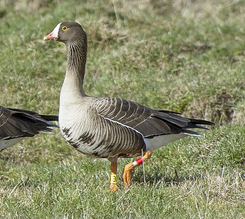 Zwerggans (Anser erythropus)