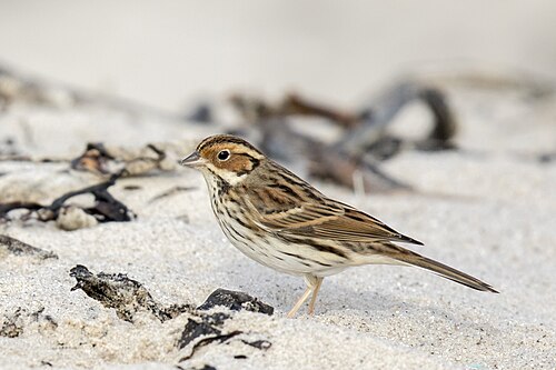 Zwergammer (Emberiza pusilla)