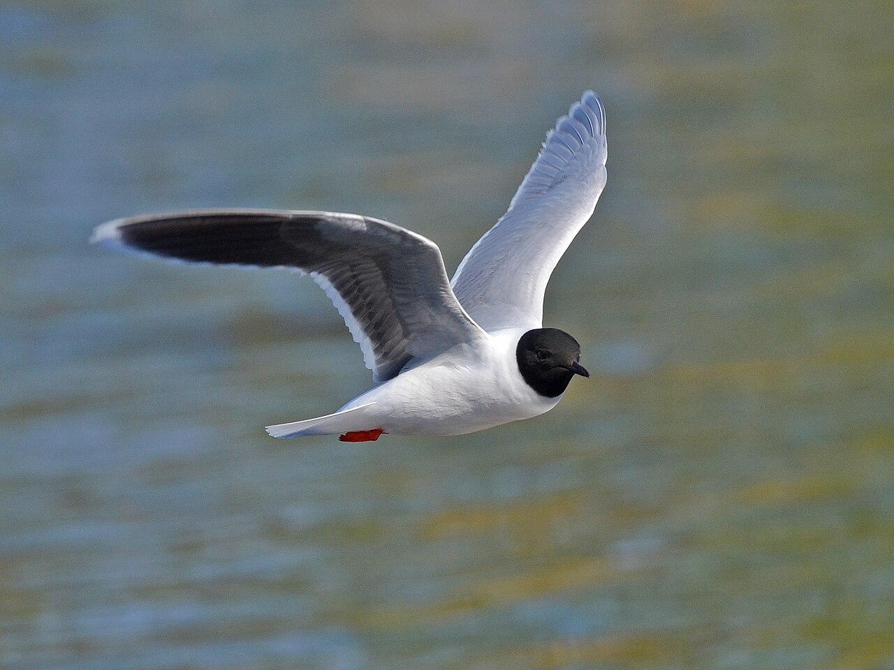 Dwergmeeuw (Hydrocoloeus minutus)