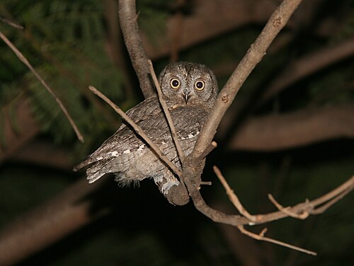 Zwergohreule (Otus scops)