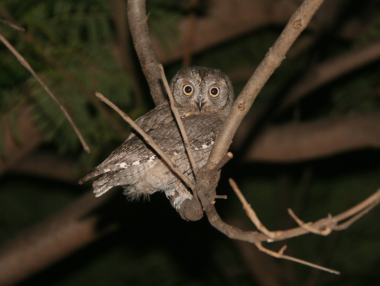 Dwergooruil (Otus scops)