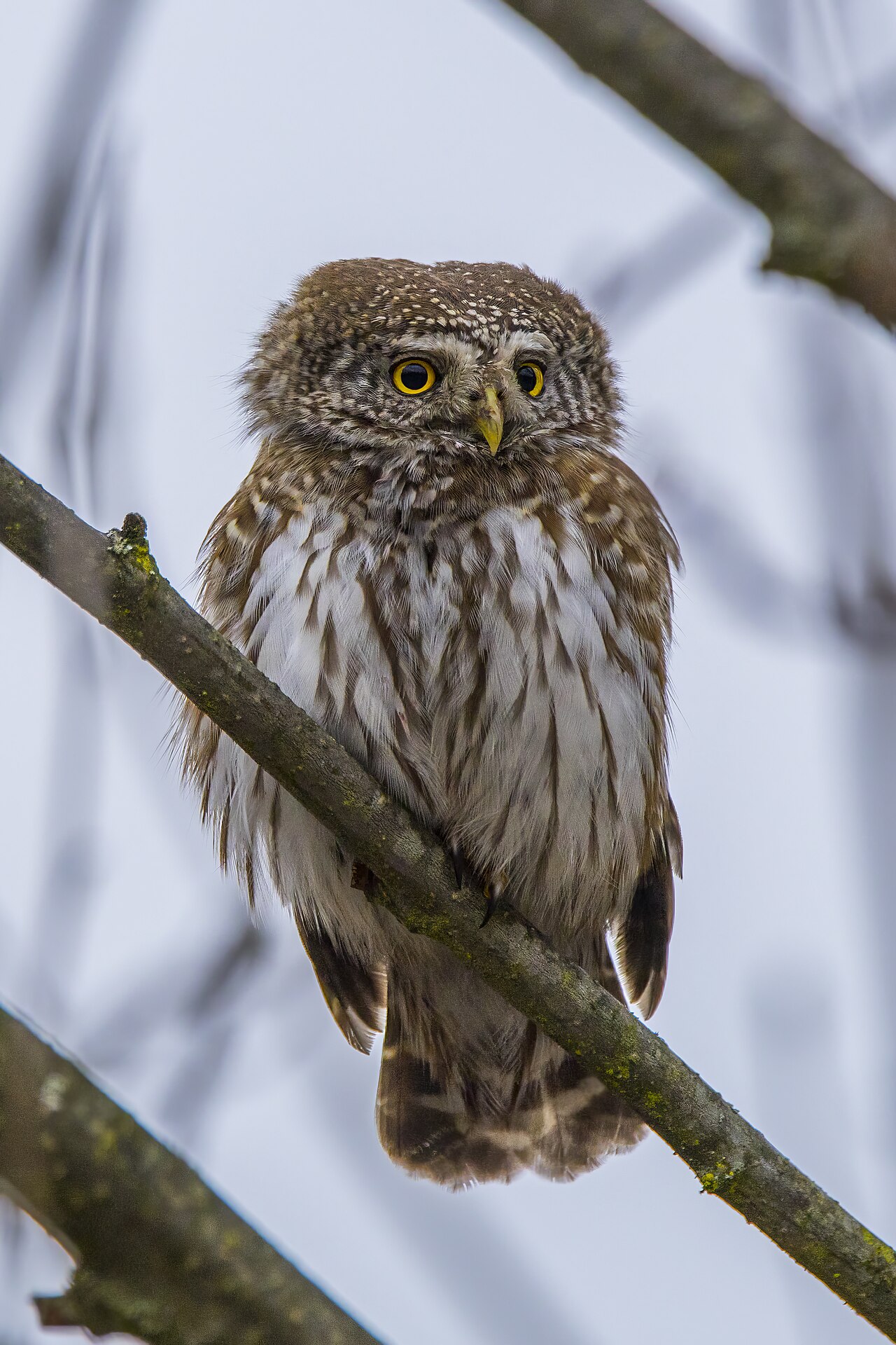 Dwerguil (Glaucidium passerinum)