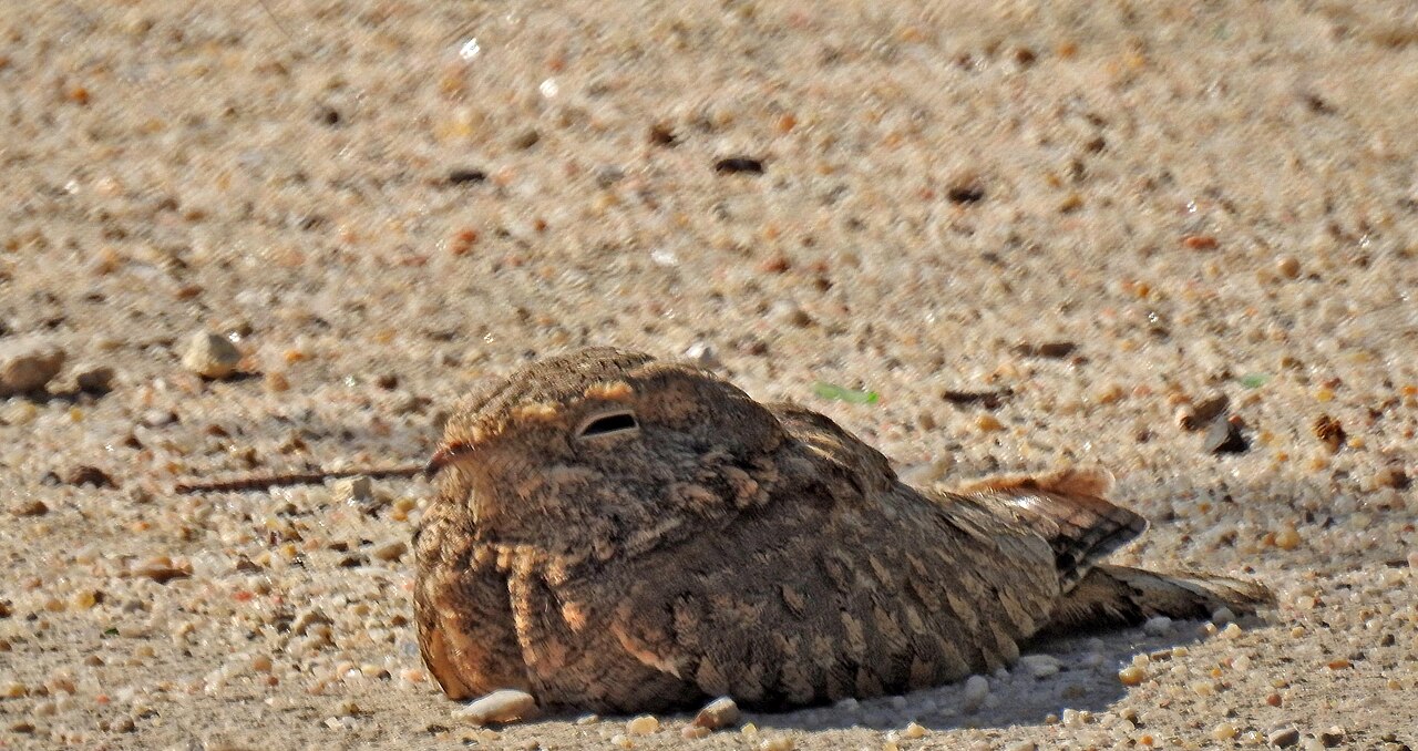 Egyptische nachtzwaluw (Caprimulgus aegyptius)