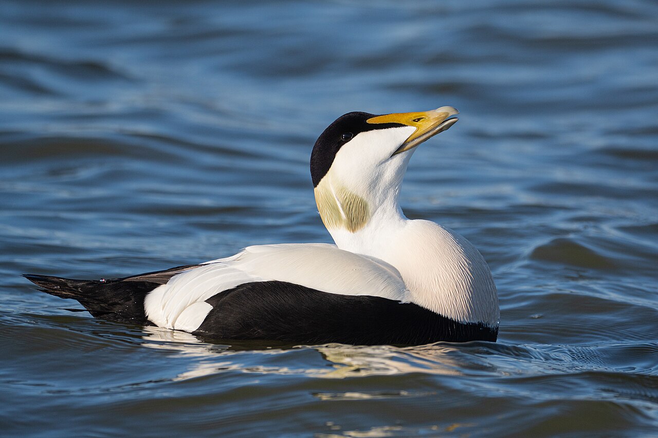 Eider (Somateria mollissima)