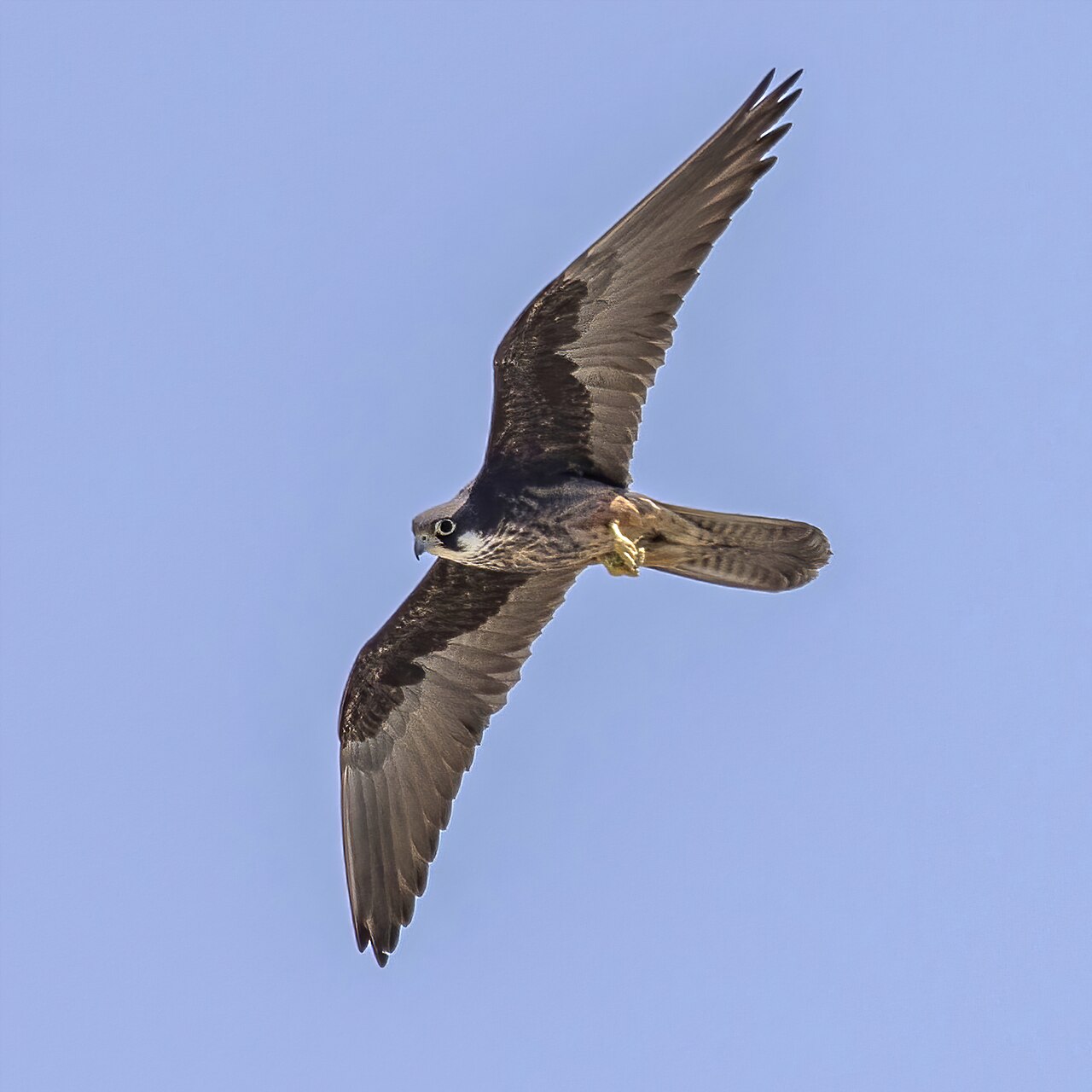 Eleonora's valk (Falco eleonorae)