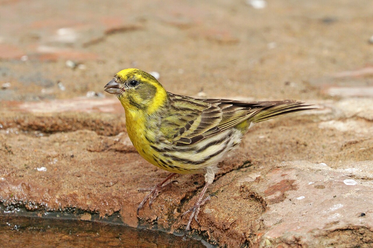 Europese kanarie (Serinus serinus)