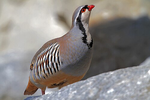 Steinhuhn (Alectoris graeca)