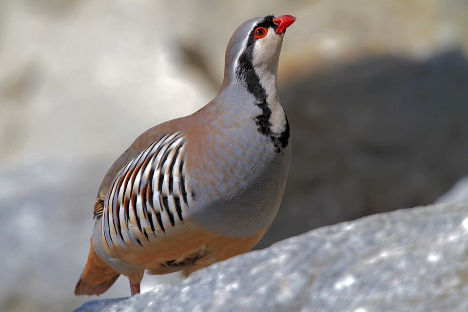Europese steenpatrijs (Alectoris graeca)