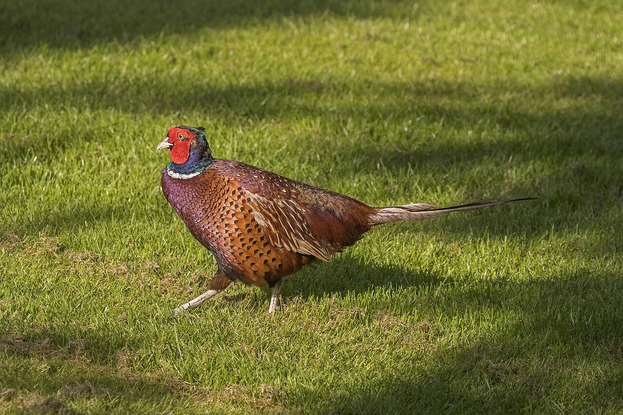 Fazant (Phasianus colchicus)