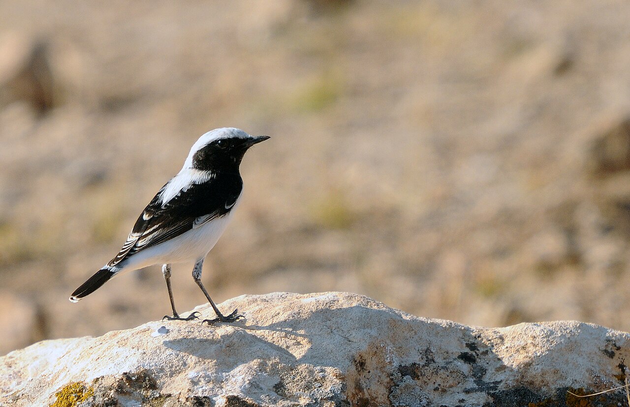 Finsch' tapuit (Oenanthe finschii)