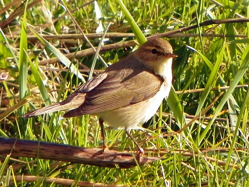 Fitis (Phylloscopus trochilus)