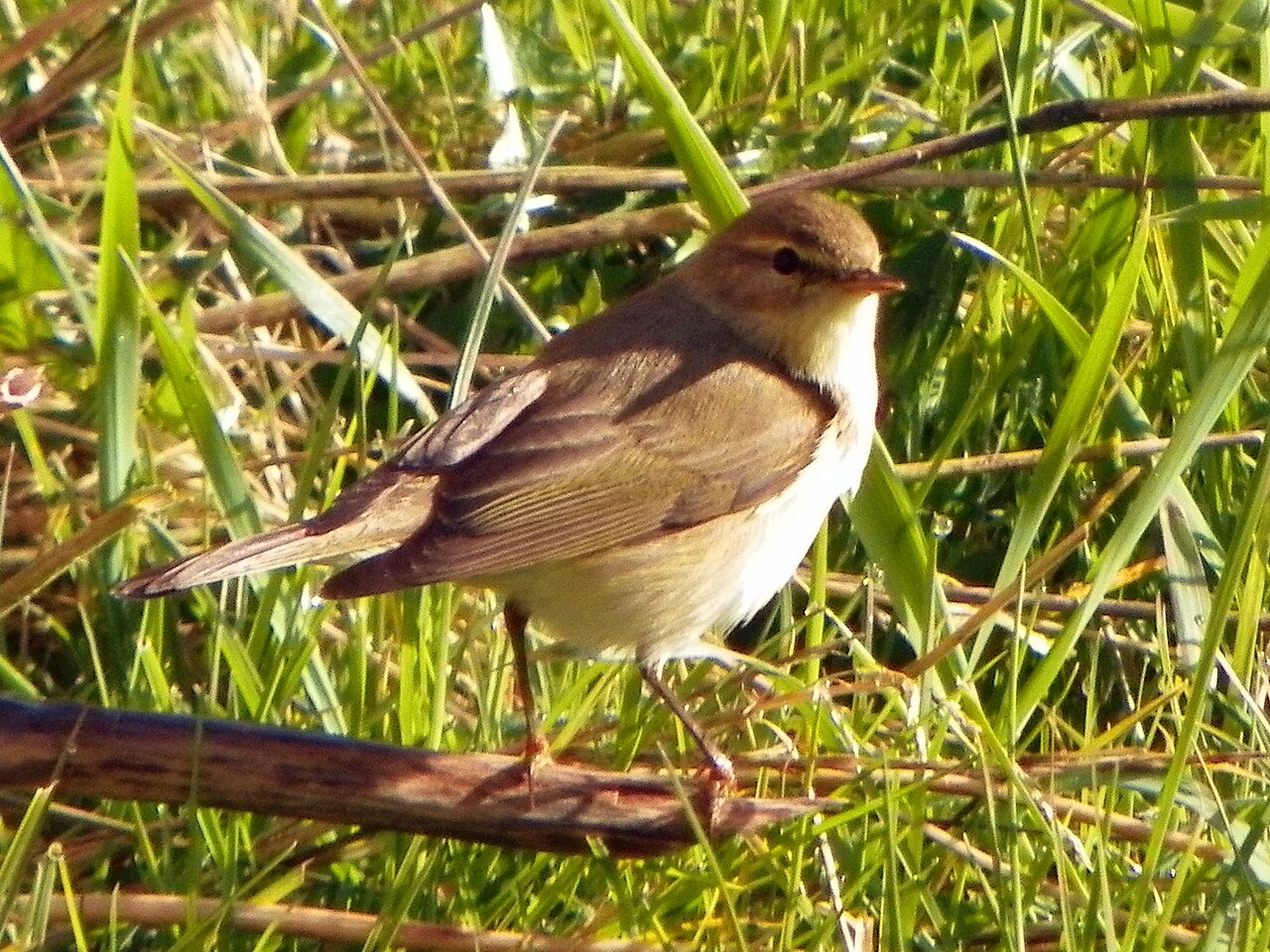 Fitis (Phylloscopus trochilus)