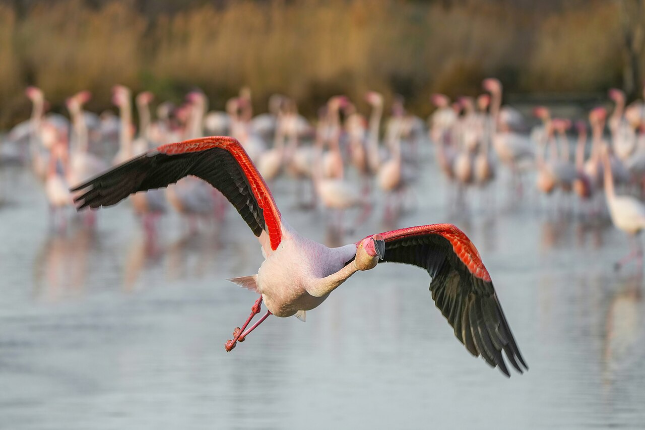 Flamingo (Phoenicopterus roseus)