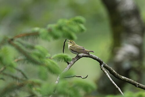 Waldlaubsänger (Phylloscopus sibilatrix)