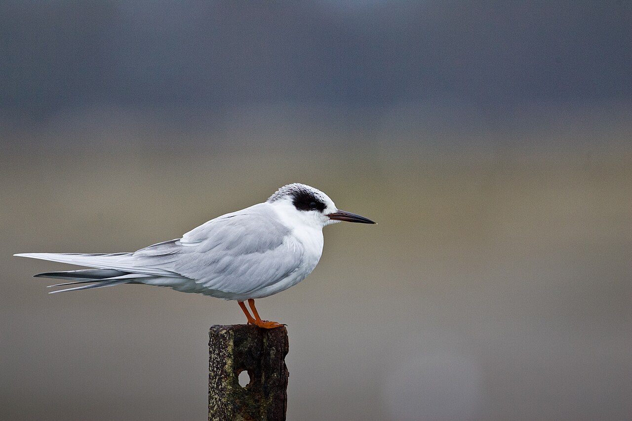 Forsters stern (Sterna forsteri)