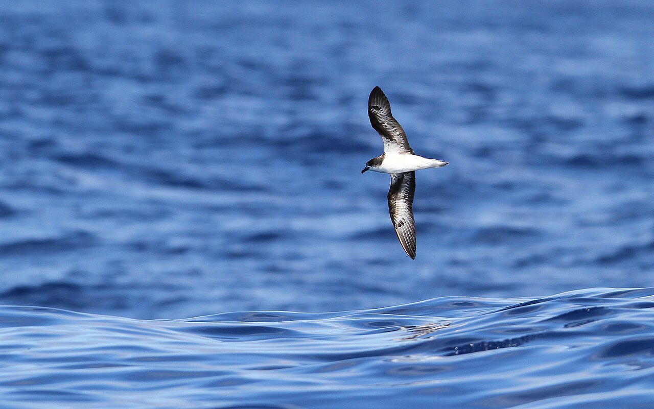 Freira (Pterodroma madeira)
