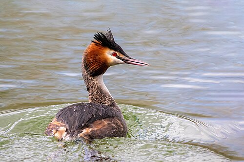 Haubentaucher (Podiceps cristatus)