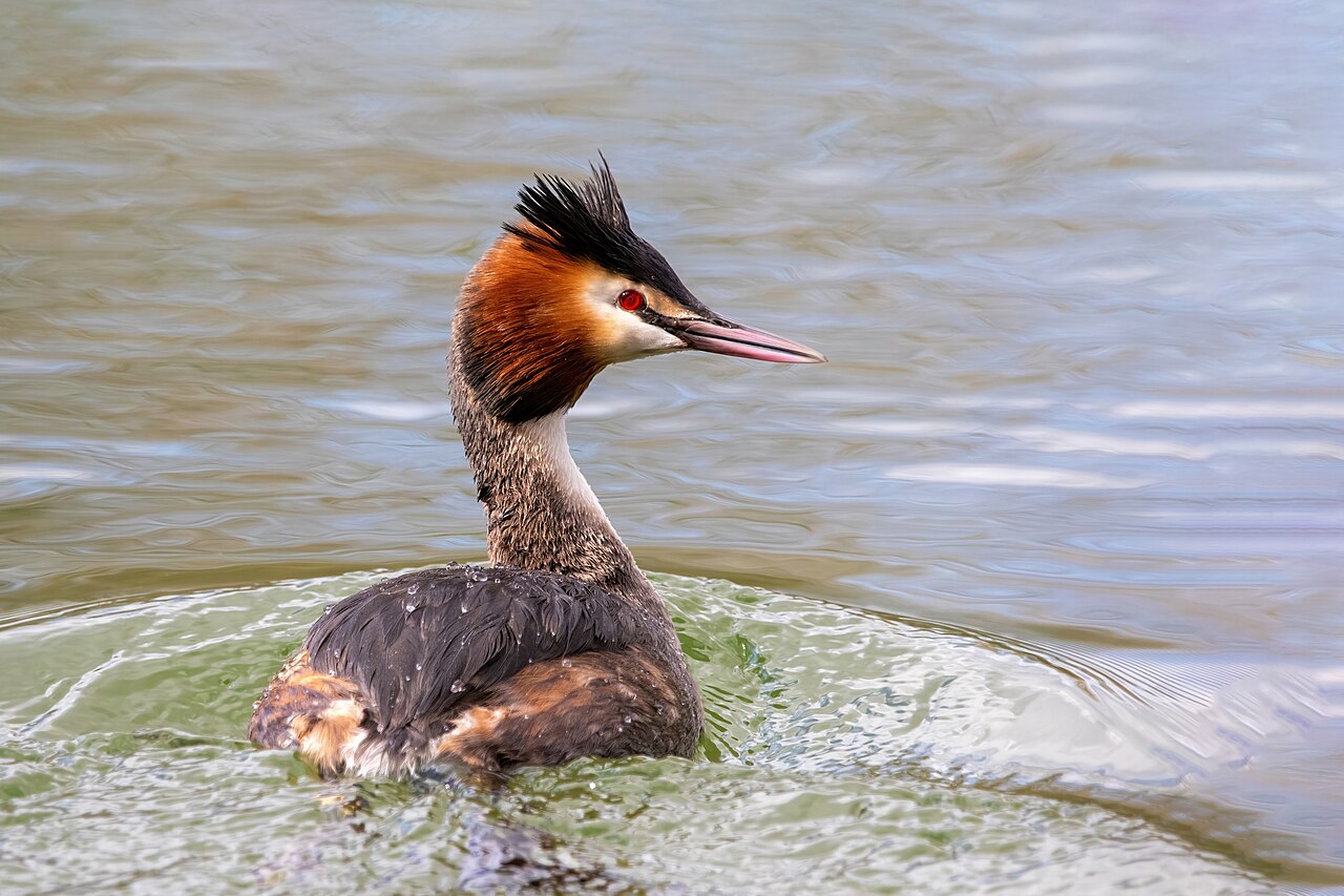 Fuut (Podiceps cristatus)