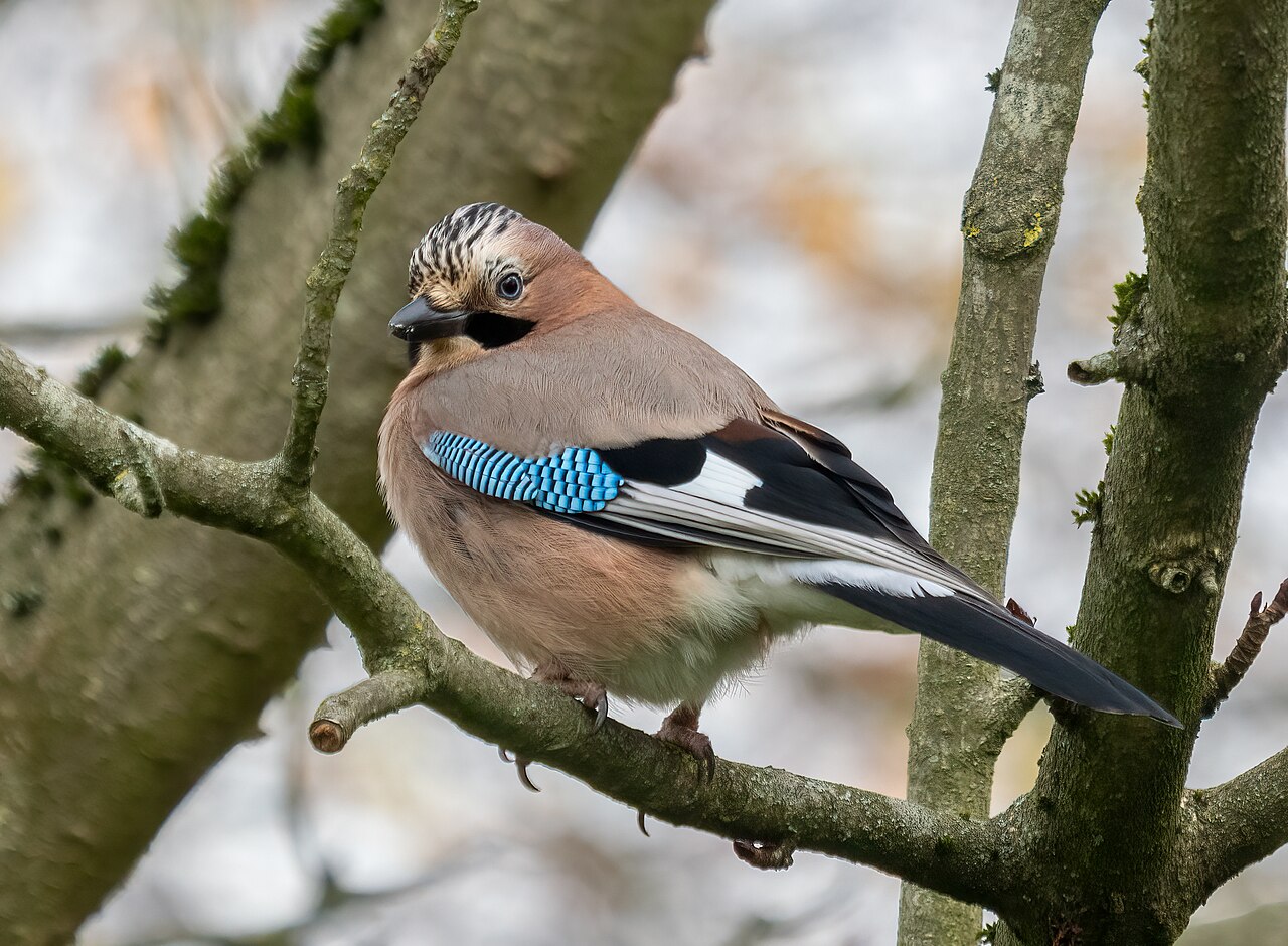 Gaai (Garrulus glandarius)