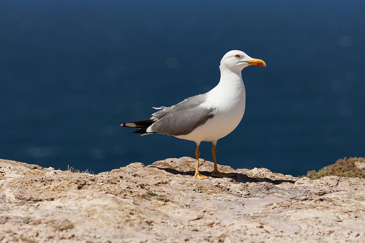 Geelpootmeeuw (Larus michahellis)
