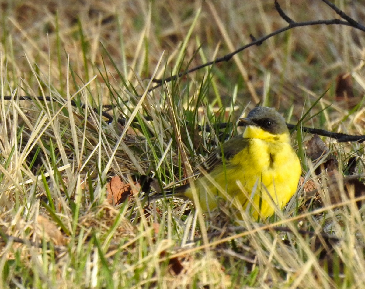 Lavandera boyera, subespecie thunbergi, lavandera nórdica