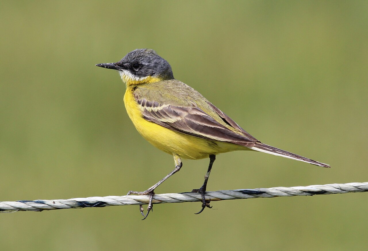 Lavandera boyera, subespecie cinereocapilla, lavandera italiana