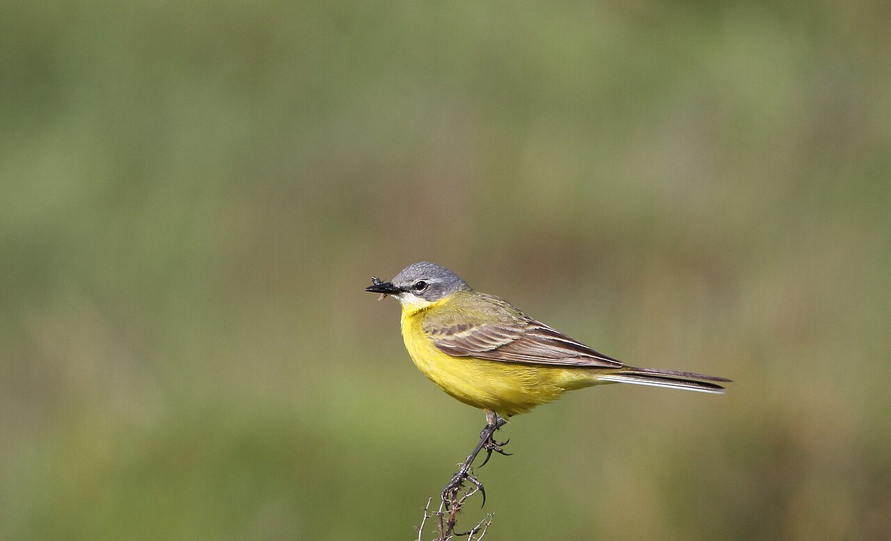 Gele kwikstaart (Motacilla flava)