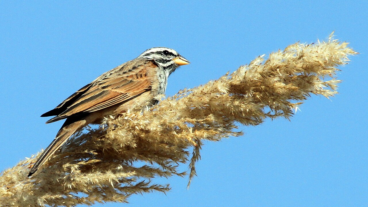 Gestreepte gors (Emberiza striolata)