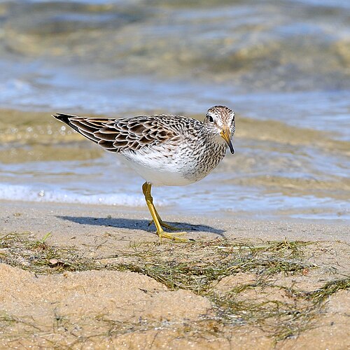 Graubruststrandläufer (Calidris melanotos)