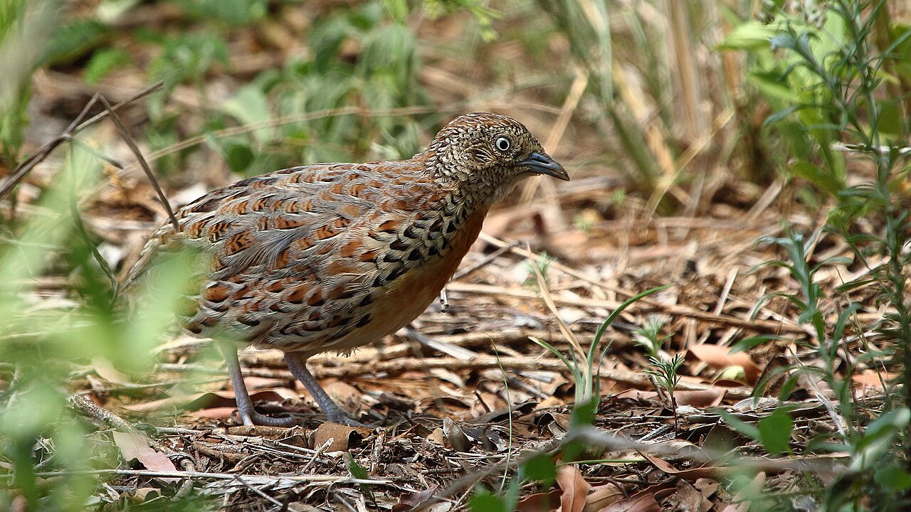 Laufhühnchen (Turnix sylvaticus)
