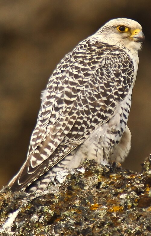Gerfalke (Falco rusticolus)