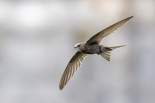Mauersegler (Apus apus)