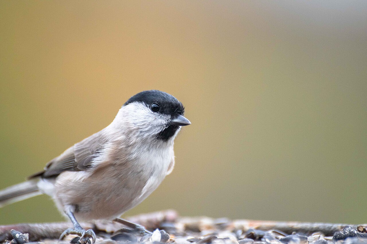 Glanskop (Poecile palustris)