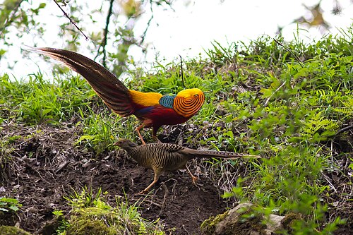 Goldfasan (Chrysolophus pictus)