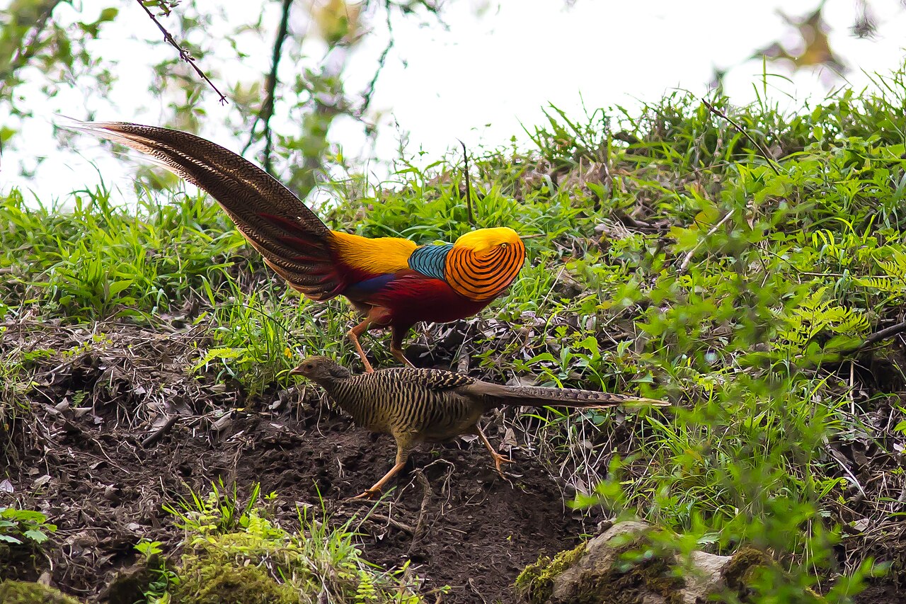 Goudfazant (Chrysolophus pictus)