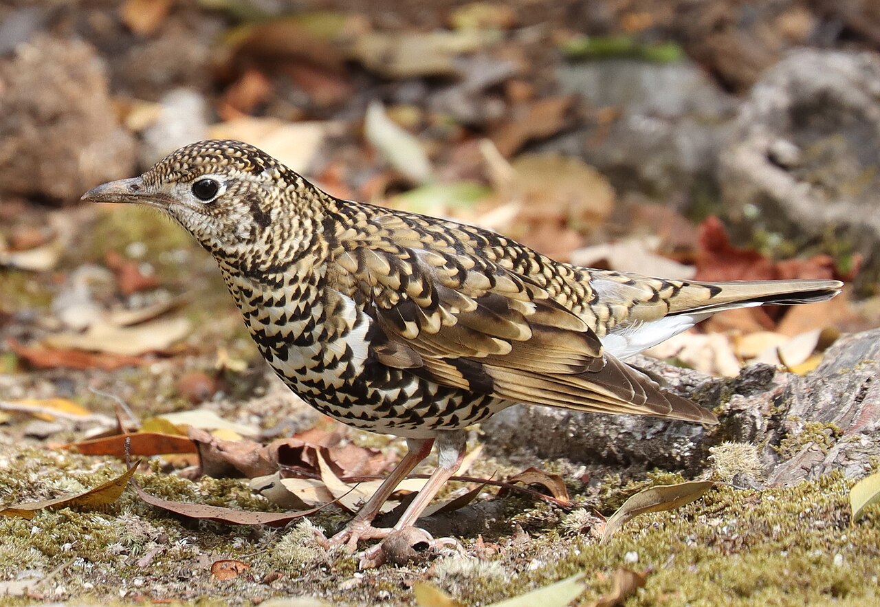 Goudlijster (Zoothera aurea)